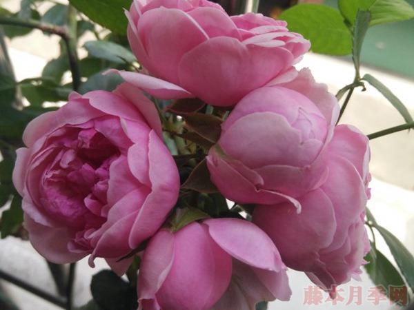 艾拉绒球(pomponella)