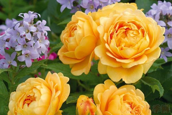 黄金庆典——比玫瑰更娇艳的英国月季