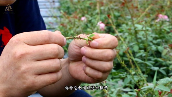 初夏吸花要当心，你闻到的可能不是花香，而是蓟马