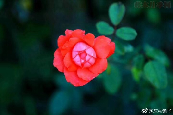 花友灰毛兔子的月季花园图赏