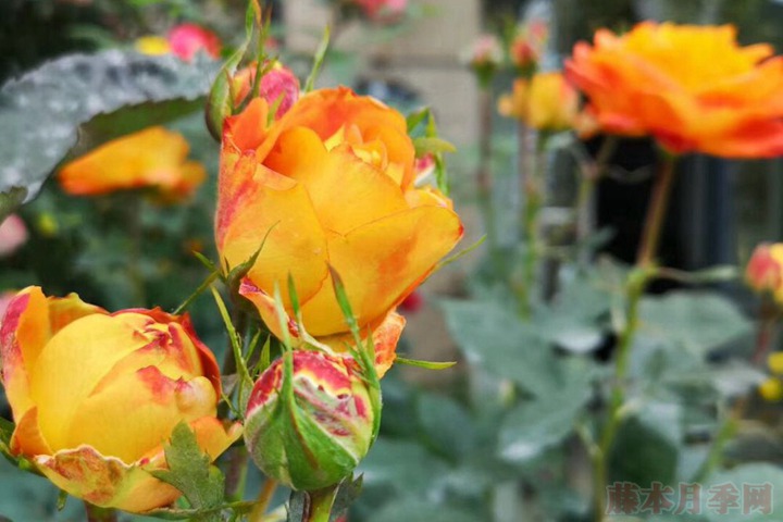 花友扫地大叔的月季花园图赏