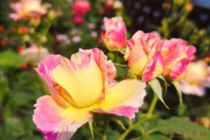 花友扫地大叔的月季花园图赏