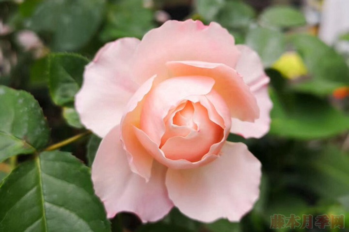 花友扫地大叔的月季花园图赏