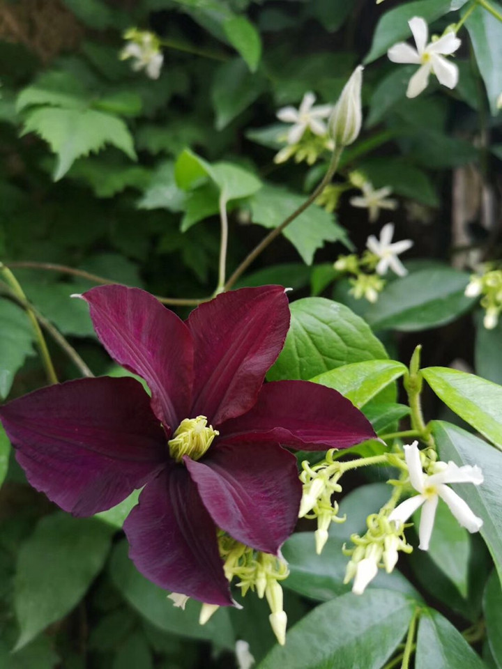 花友扫地大叔的月季花园图赏