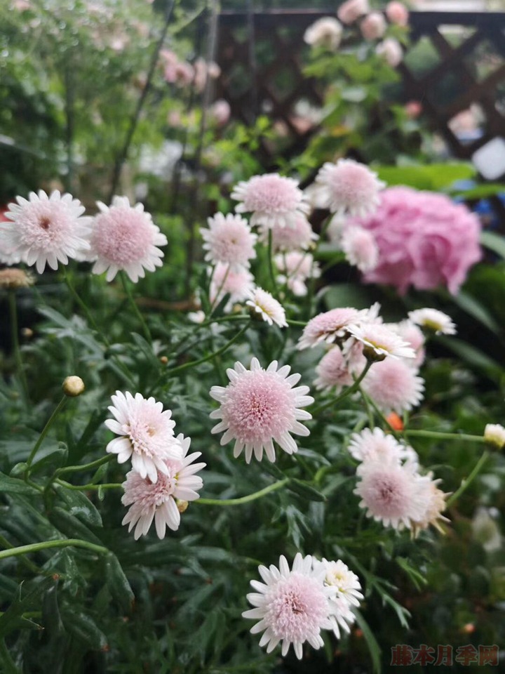 花友扫地大叔的月季花园图赏