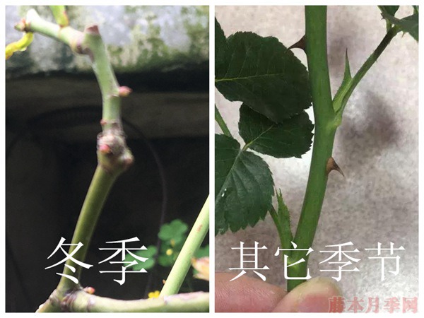 为什么说月季最佳的嫁接季节是在春季？