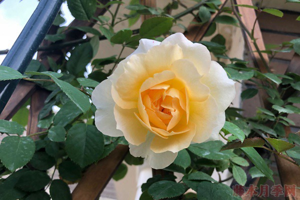 第戎的荣耀(Gloire de Dijon)