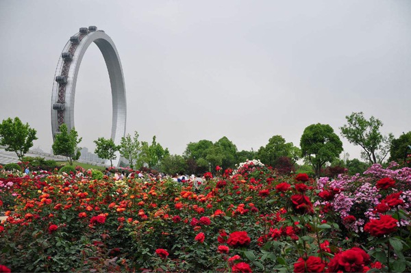 常州市紫荆公园月季园.jpg