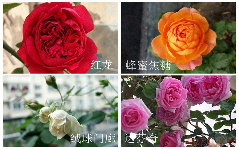 在广东表现比较好的月季都有哪些？