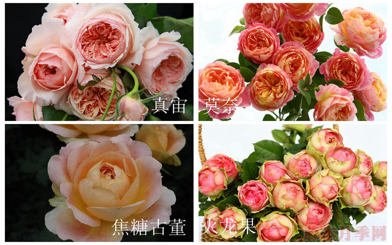 在广东表现比较好的月季都有哪些？