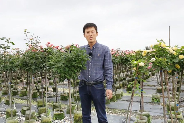 树状月季春季花后修剪方法