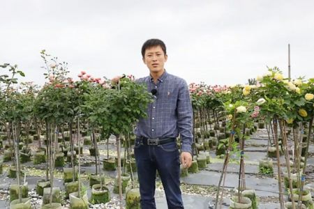 复花全靠剪，树状月季春季花后修剪攻略