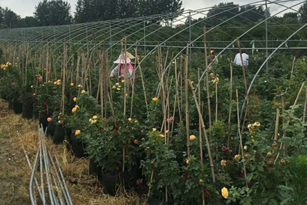 月季花多少钱一棵？养好月季要注意这几点！