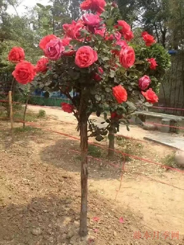 树状月季