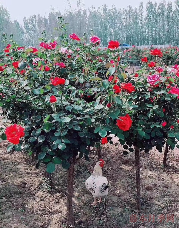 树状月季