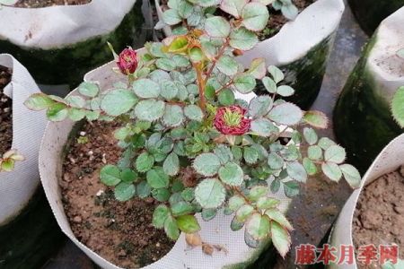 芬芳宝石月季的优缺点