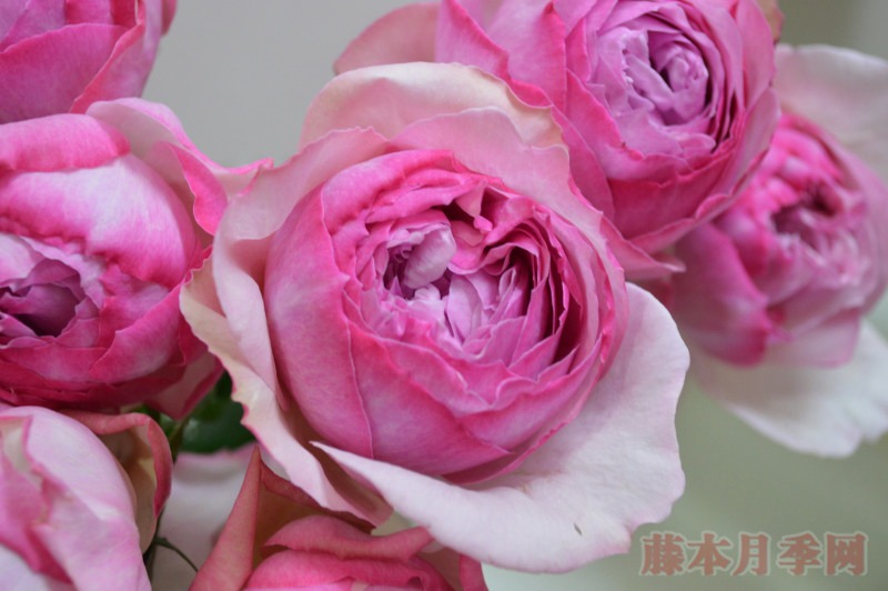 新浅樱桃 Neo cherry shallow