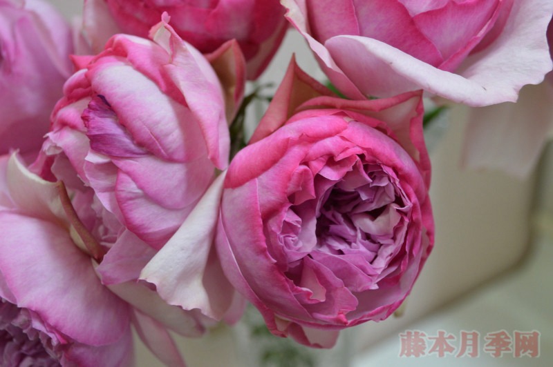 新浅樱桃 Neo cherry shallow