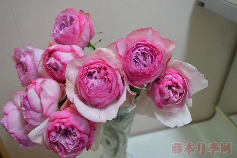 新浅樱桃 Neo cherry shallow