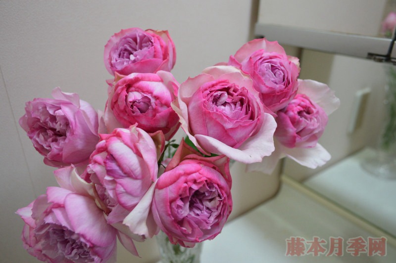 新浅樱桃 Neo cherry shallow