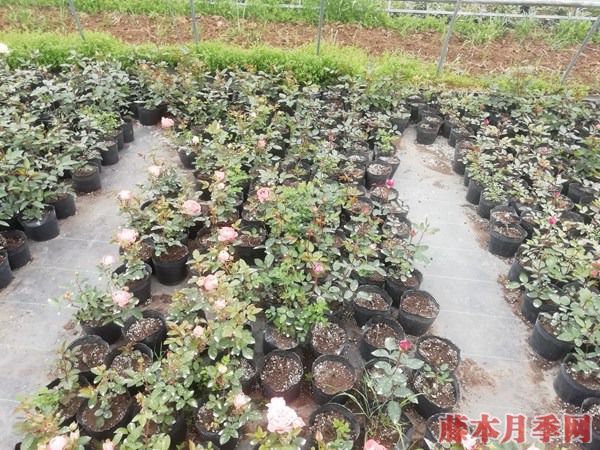 月季小苗价格是多少？