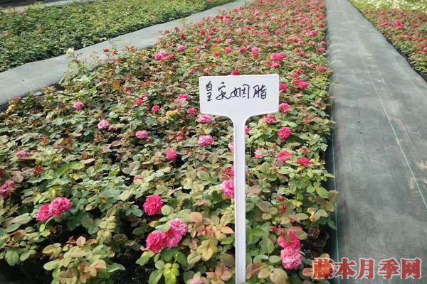 月季小苗价格是多少？