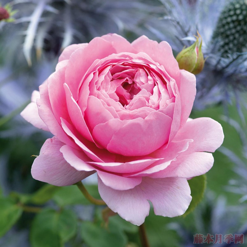 亚历山德拉肯特公主Princess Alexandra of Kent