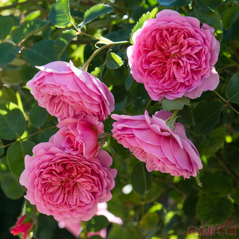 亚历山德拉肯特公主Princess Alexandra of Kent