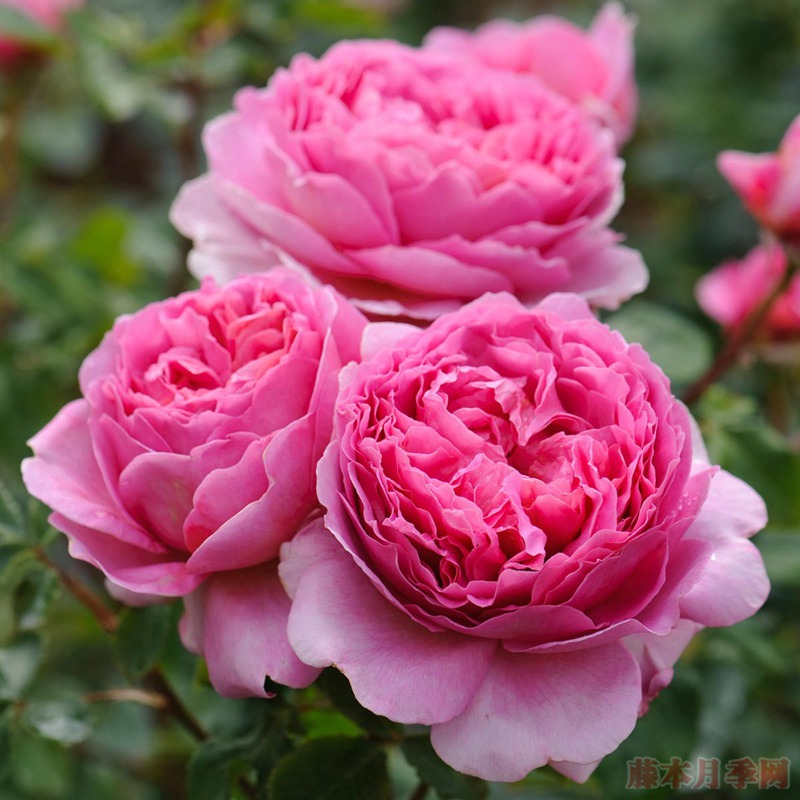 亚历山德拉肯特公主Princess Alexandra of Kent
