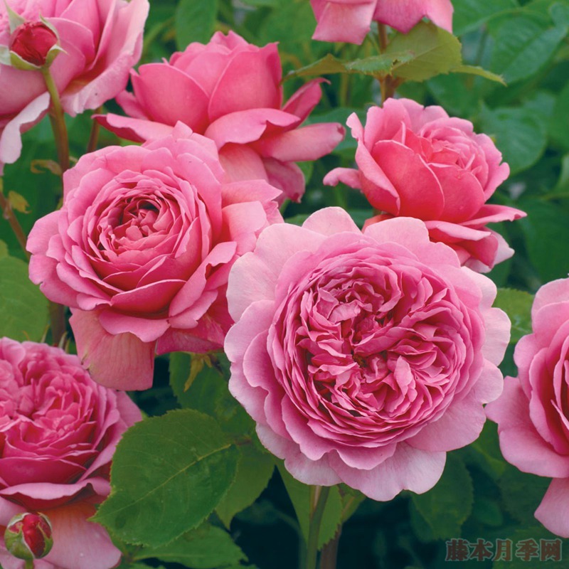 亚历山德拉肯特公主Princess Alexandra of Kent