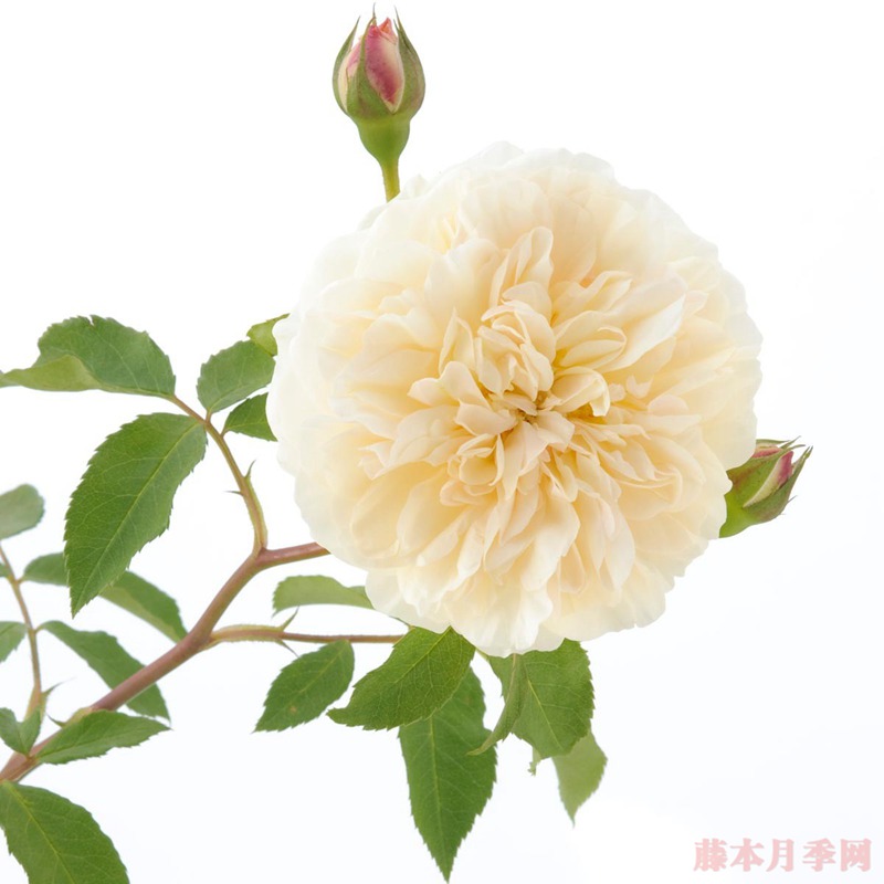 利奇菲尔德天使Lichfield Angel
