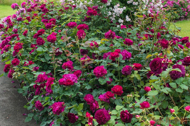 达西布塞尔 Darcey Bussell