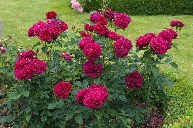 达西布塞尔 Darcey Bussell