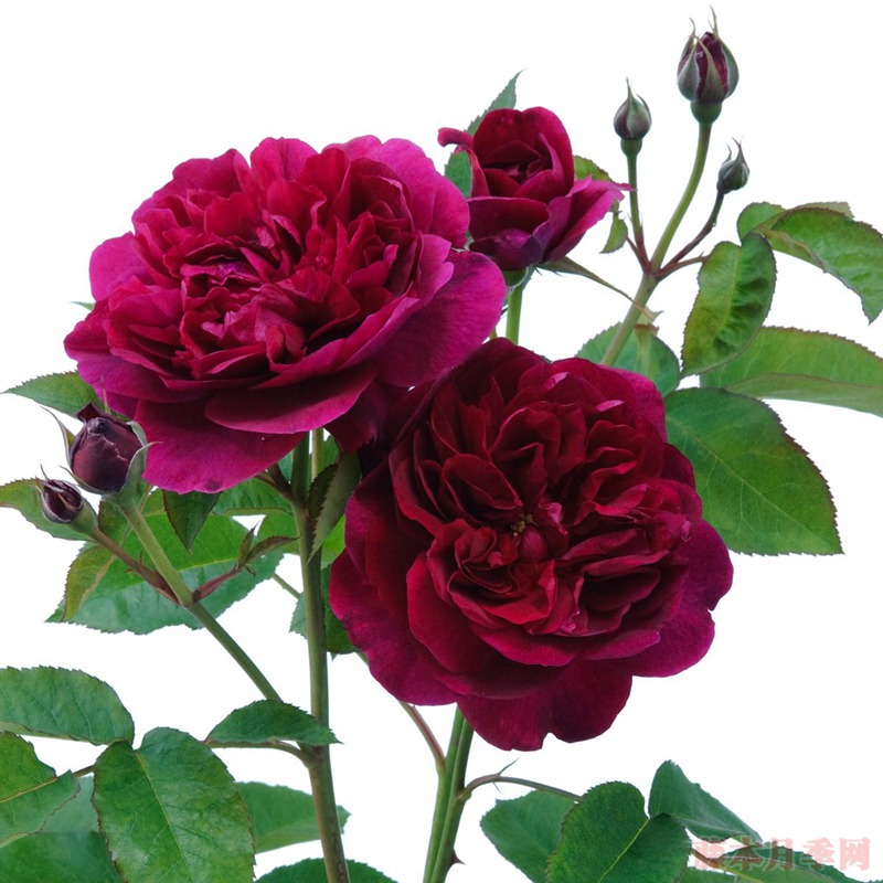 达西布塞尔 Darcey Bussell