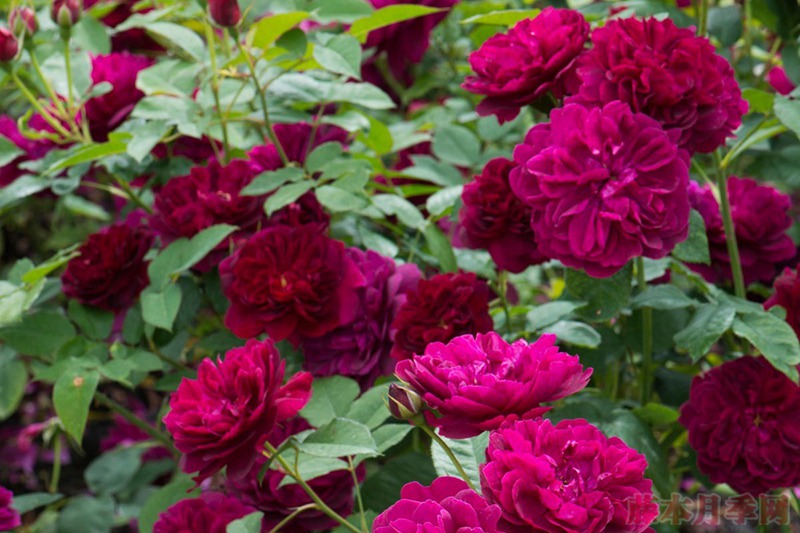 达西布塞尔 Darcey Bussell