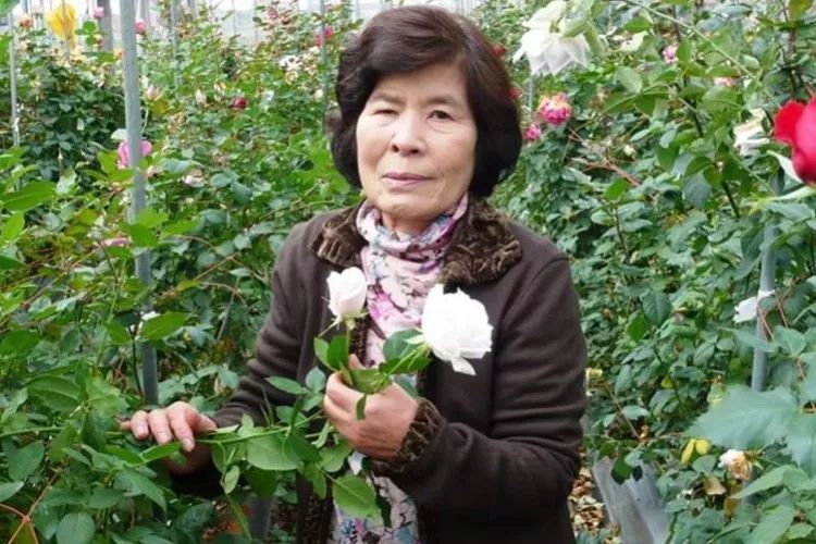 河本纯子｜40年孕育出40款新月季的女性育种家