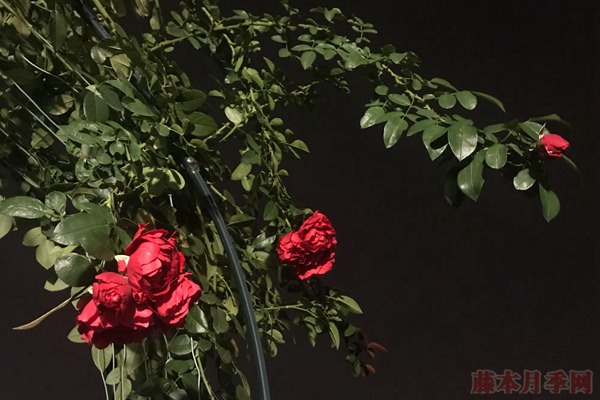 佛罗伦萨(佛罗伦蒂娜)Florentina