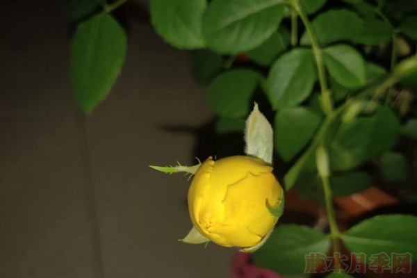 月季小白购买种植初体验(三)——黄金庆典初花
