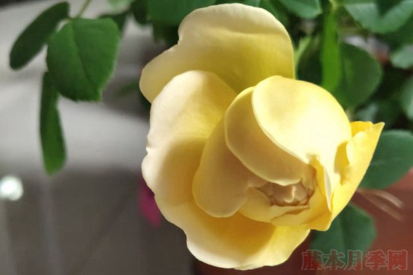 月季小白购买种植初体验(三)——黄金庆典初花