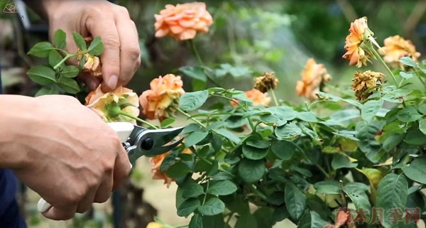 种月季要学会用修剪来控制开花时间