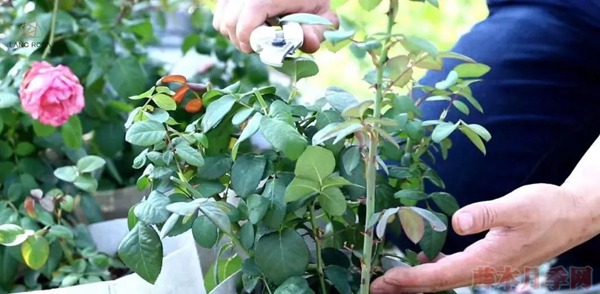 种月季要学会用修剪来控制开花时间