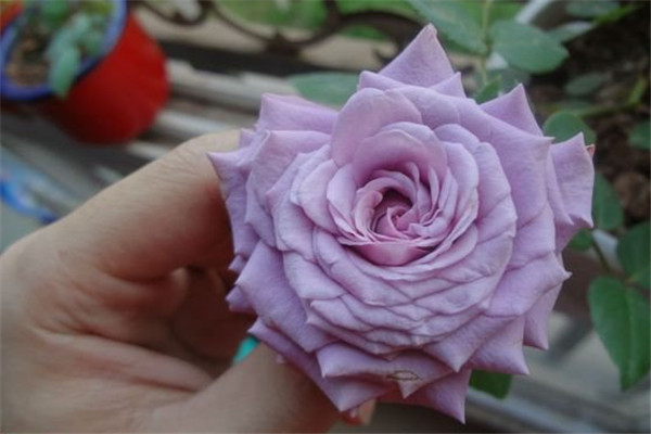 紫精灵Lavender Folies