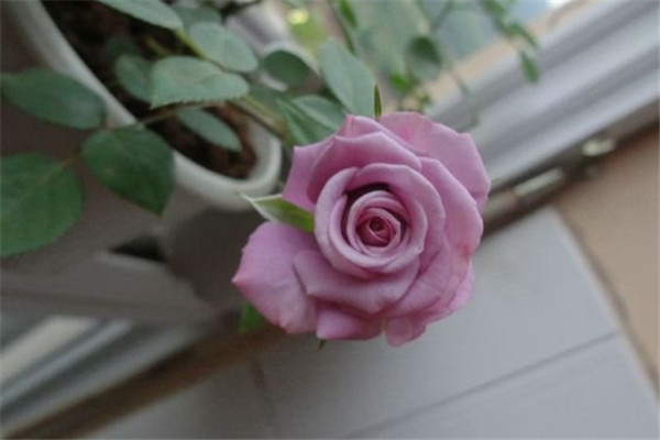 紫精灵Lavender Folies