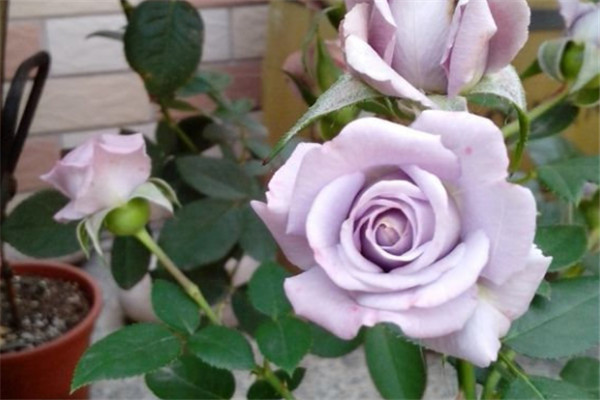 紫精灵Lavender Folies