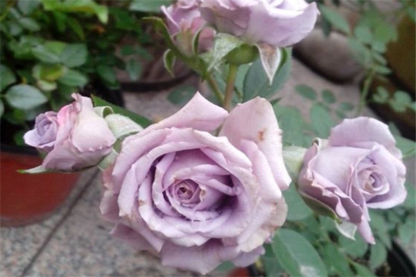 紫精灵Lavender Folies