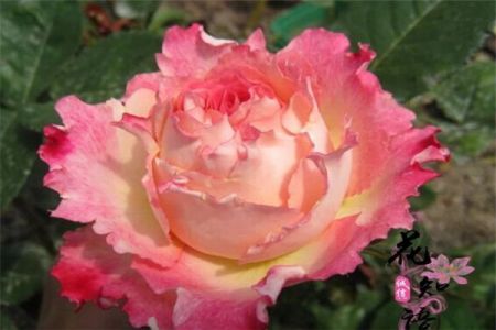 莲花Lotus