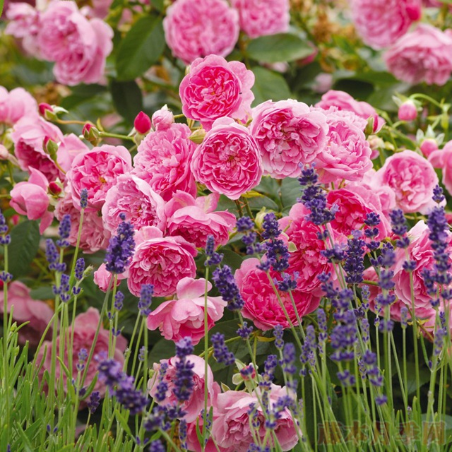哈洛卡尔(HARLOW CARR)