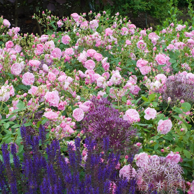 哈洛卡尔(HARLOW CARR)