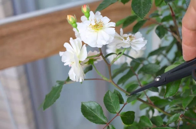 阳台种植藤本月季花柱，从零开始打造实录