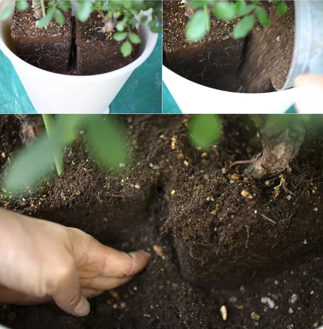 阳台种植藤本月季花柱，从零开始打造实录